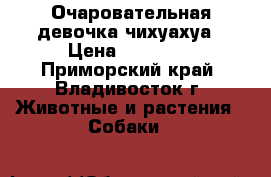 Очаровательная девочка чихуахуа › Цена ­ 15 000 - Приморский край, Владивосток г. Животные и растения » Собаки   